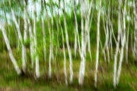 Birch trees in spring