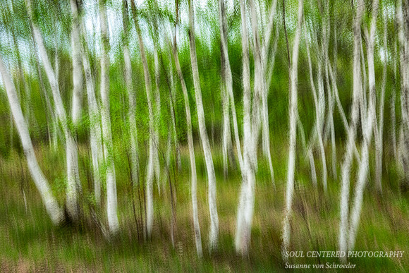 Birch trees in spring