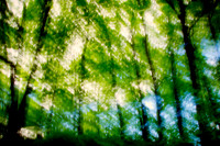 Trees, spring forest