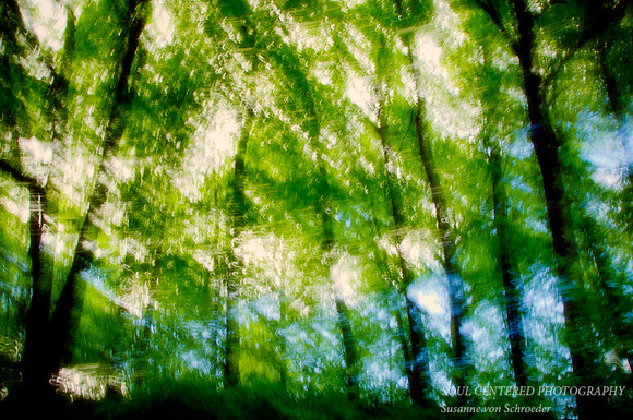 Trees, spring forest