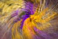 Crocus Swirl