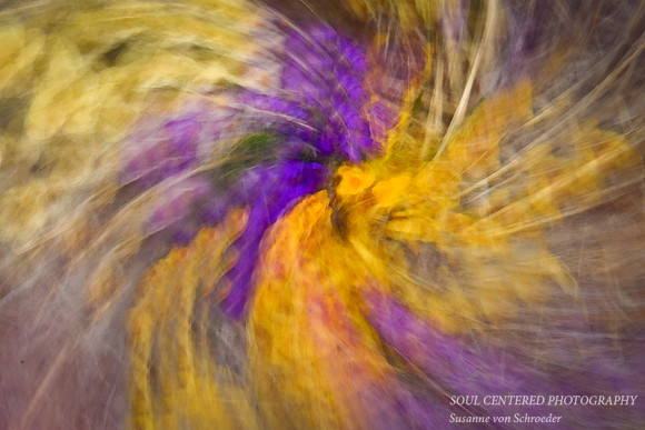 Crocus Swirl