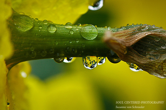 Daffodil drops