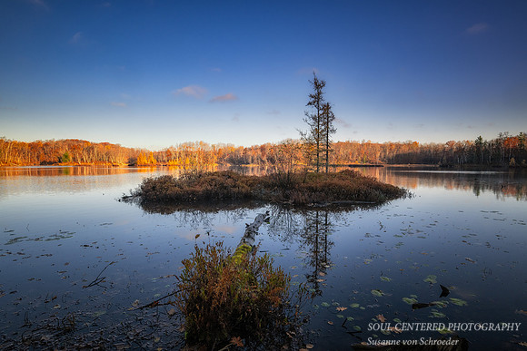 Small Tamarack bog, Audie Lake, late October. '25