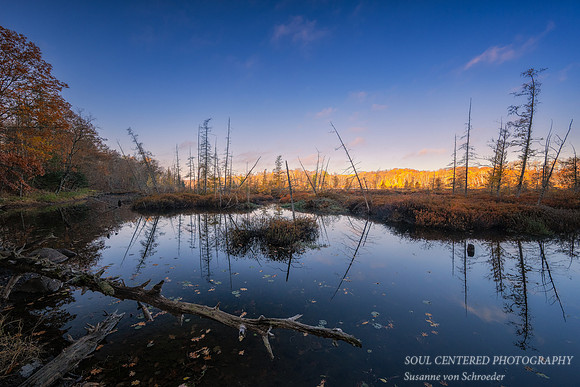 Tamarack bog and reflections, Audie Lake, late October. '25 2