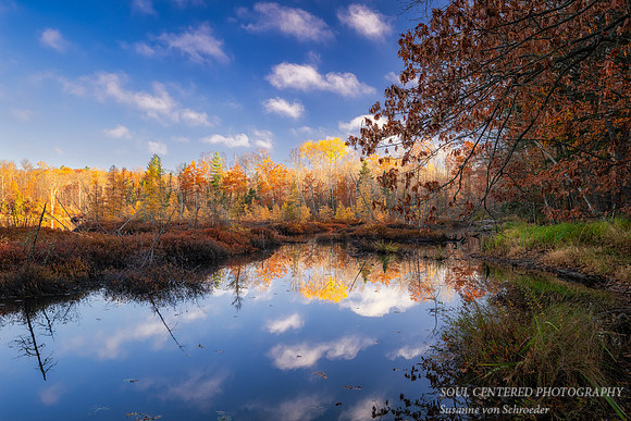 Tamarack bog and reflections, Audie Lake, late October. '25 4