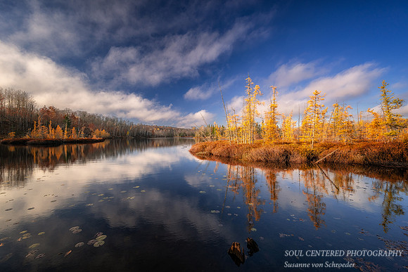 Tamarack bog and reflections, Audie Lake, late October. '25 7
