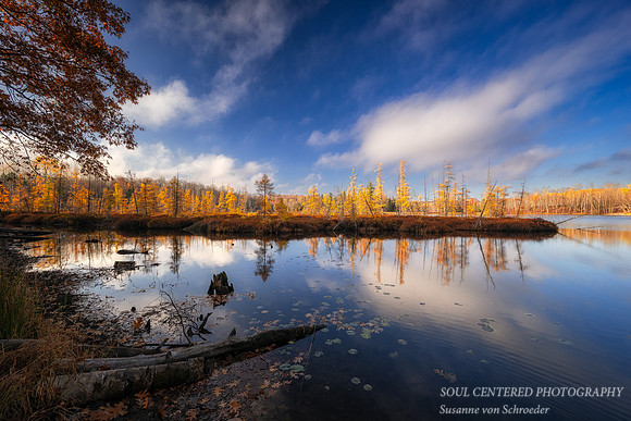 Tamarack bog and reflections, Audie Lake, late October. '25 6