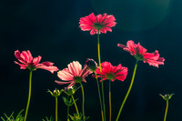 Pink-red group of Cosmos