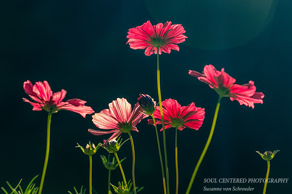 Pink-red group of Cosmos