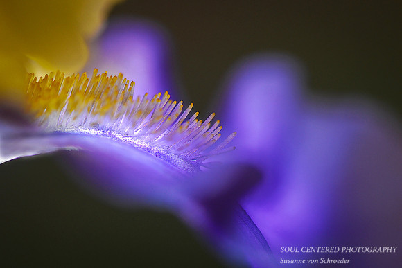 Iris macro 1