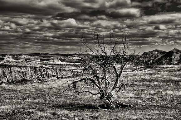 Dead Tree in Badlands 2, bw