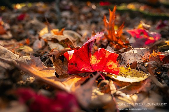 Late Fall colors, red maple feaf, '25