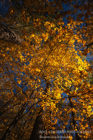 Late Fall colors, Maple tree, '25