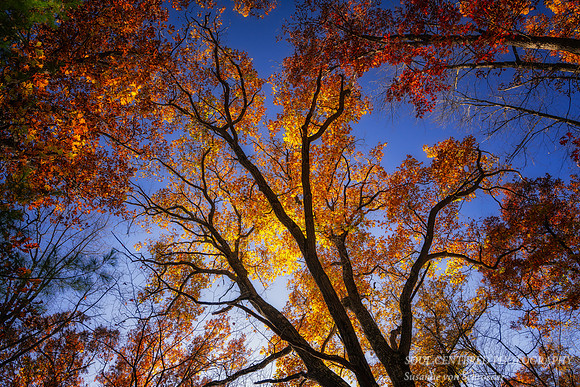 Late Fall colors, Oak tree, '25