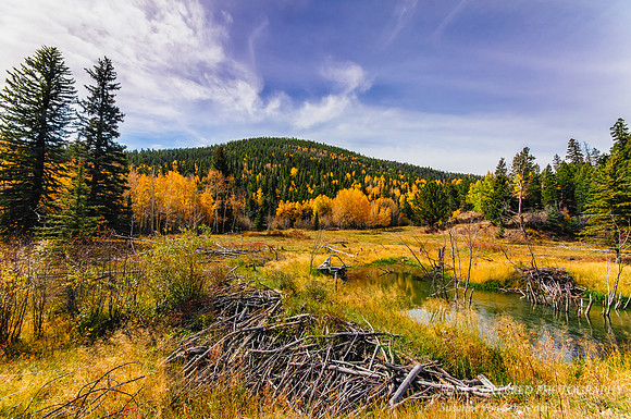 Beaver dam, NM