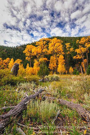 Fall colors, NM 1