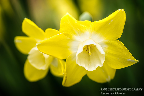 Yellow & White Daffodil