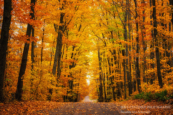 Lovers Lane, golden October '25 2