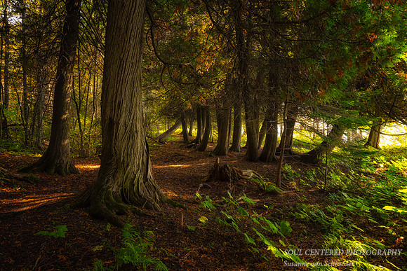 Cedar trees in light, Oct. '25