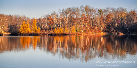 Tamaracks and reflections, Audie Lake, late October. '25 2, panorama