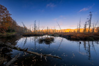Tamarack bog and reflections, Audie Lake, late October. '25 2