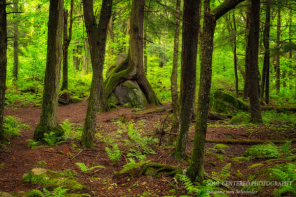 "Friendship Tree", with ferns, Aug. '25