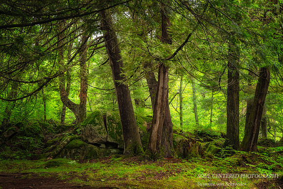 Group of Cedar trees along the Flambeau river, Aug. '25 2