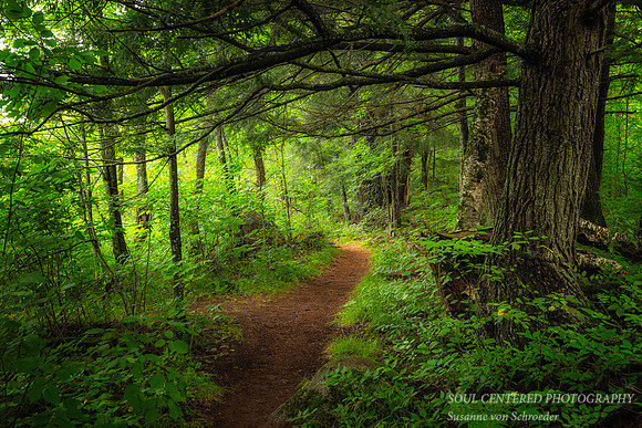 Cedar trees and path along the Flambeau river, Aug. '25 2