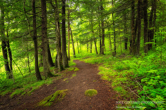 Cedar trees and path along the Flambeau river, Aug. '25 1
