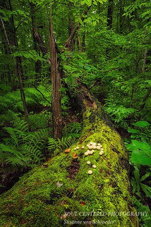 Mossy tree trunk with mushrooms