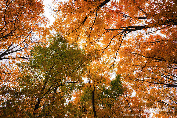 Looking up - forest canopy, late October '25 1