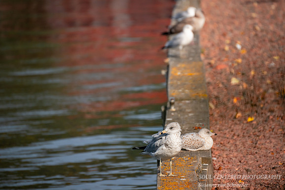 Seagulls, Grand Marais, MN