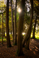 Cedar trees with sun, Oct. '25 1