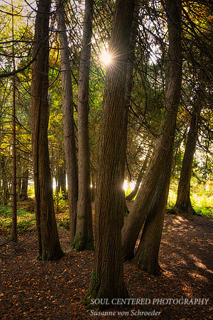Cedar trees with sun, Oct. '25 1