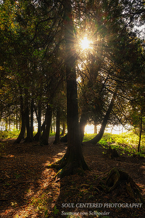 Cedar trees with sun, Oct. '25 2