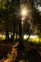 Cedar trees with sun, Oct. '25 2
