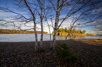 At Split Rock lighthouse, Birch tree, Nov. '22