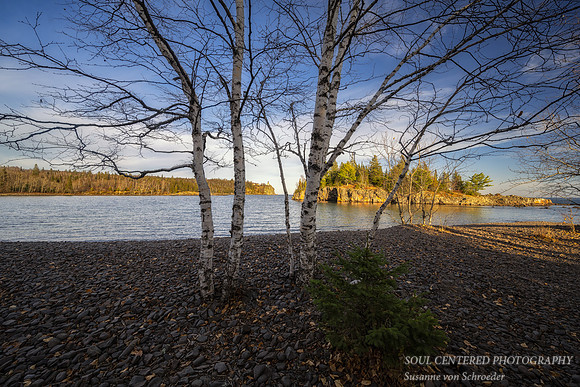 At Split Rock lighthouse, Birch tree, Nov. '22