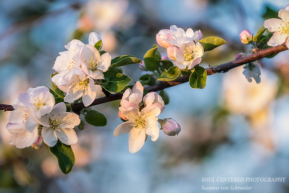 Appleblossoms