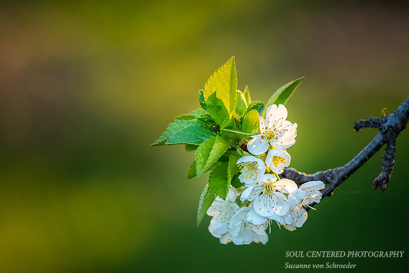 Plum blossoms