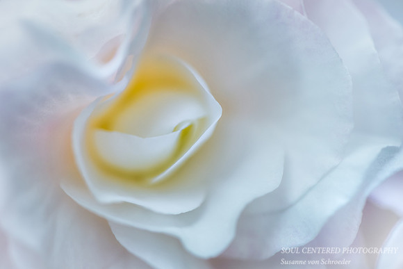 Begonia white