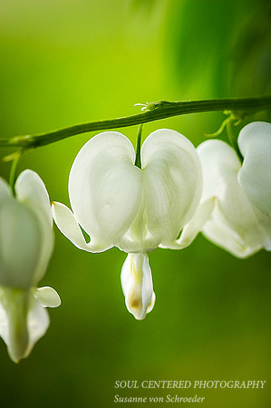 Bleed Heart, white, vert_