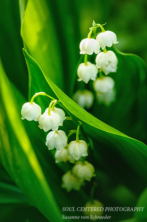 Lily-of-the-Valley_