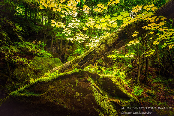 Magical forest