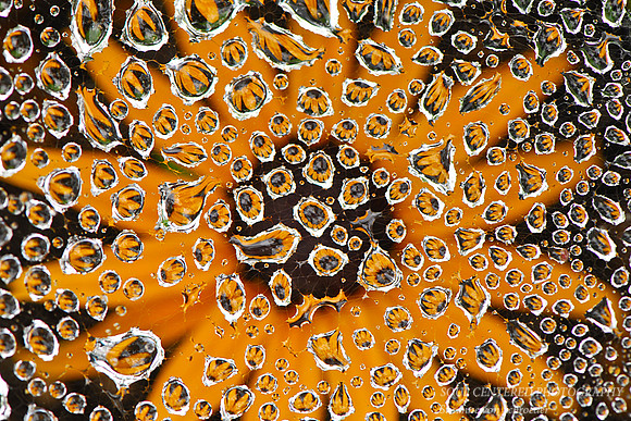 Rudbeckia reflection in drops