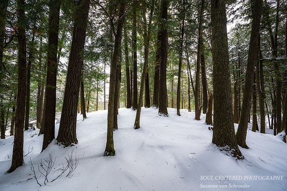 Hemlock forest, Slough Gundi