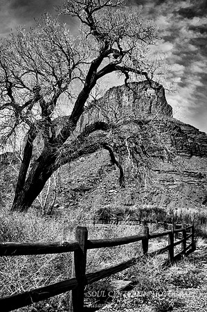 Fence & tree near Moab, Utah
