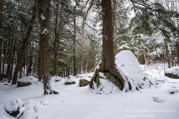 "Friendship Tree", with snow, Nov. '25