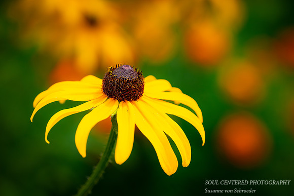 Rudbeckia, '25